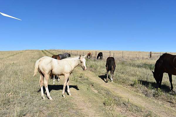 breeding-quarter-horse