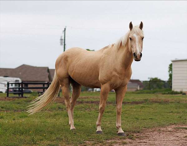 palomino-blaze-horse