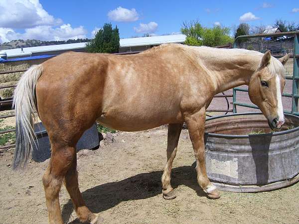 adoption-quarter-horse