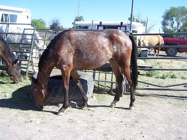 feed-appaloosa-horse