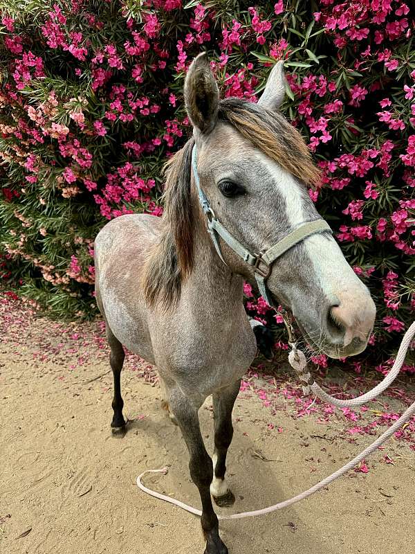 barrel-racing-quarter-horse