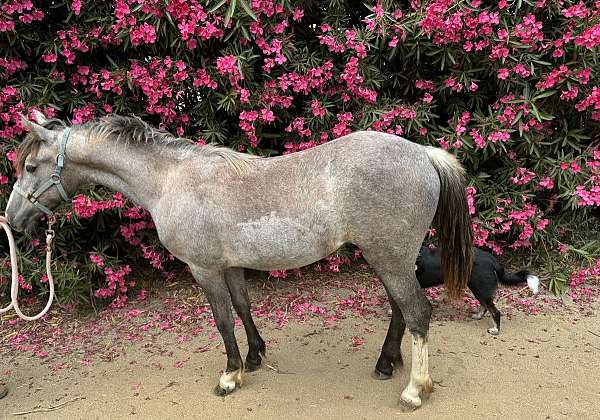 jumping-quarter-horse