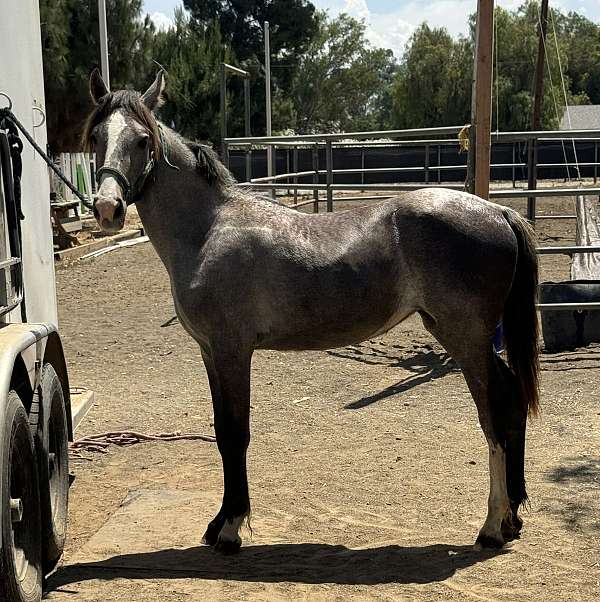 grey-yearling-filly