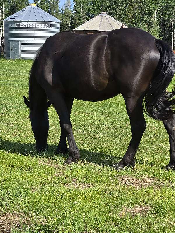 percheron-filly