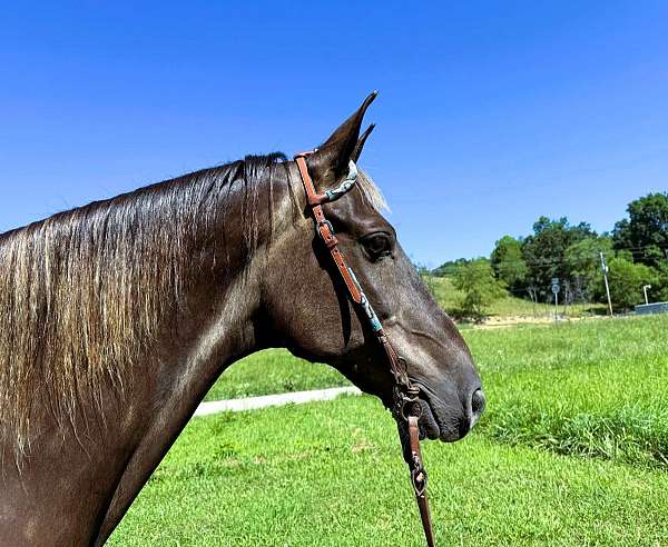 flashy-rocky-mountain-horse