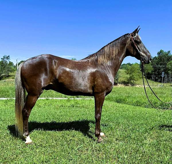 family-rocky-mountain-horse