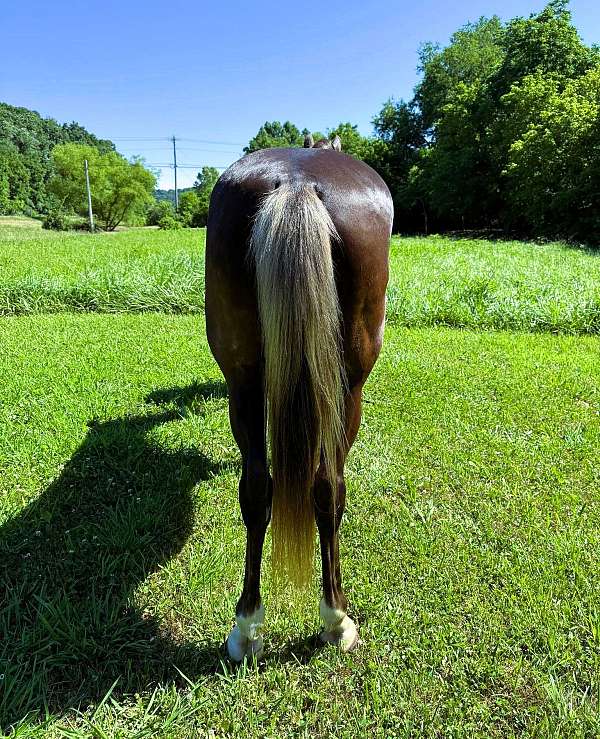 trail-rocky-mountain-horse