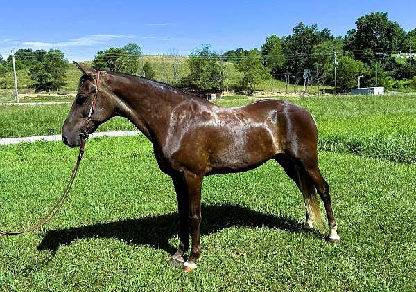 husband-safe-rocky-mountain-horse