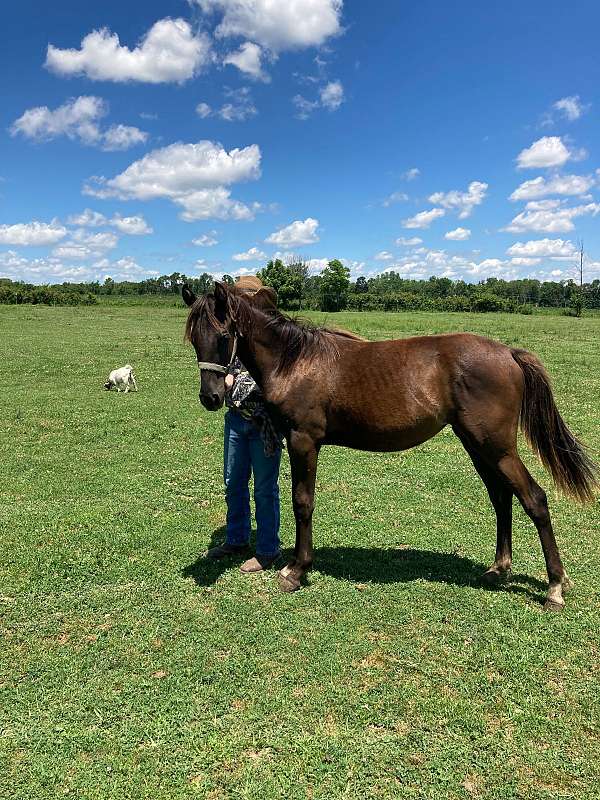 little-ethel-quarter-horse