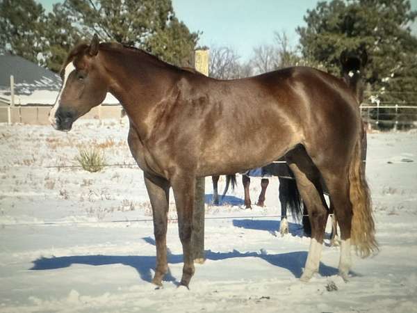 quarter-horse-mare