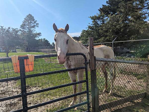 american-quarter-paint-horse