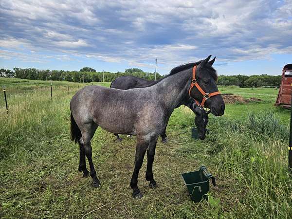 blue-roan-roan-friesian-quarter-horse-mare