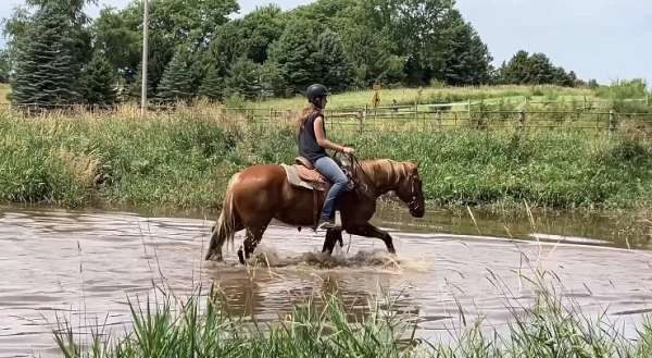 experienced-started-under-saddle-haflinger-horse