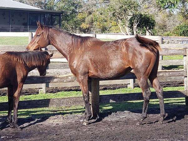 all-around-thoroughbred-horse