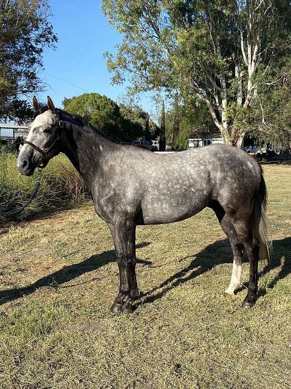 grey-blaze-hind-right-sock-horse