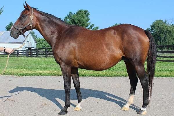 breeding-thoroughbred-horse