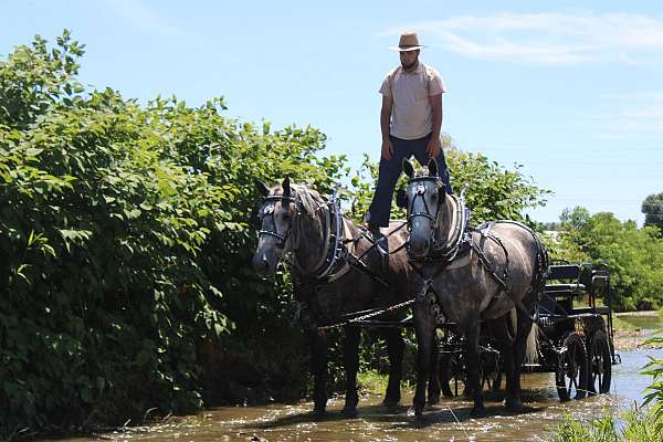 dappled-percheron-horse