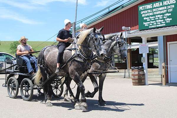 all-around-percheron-horse