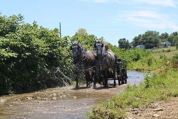 beginner-percheron-horse