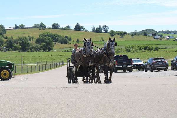 draft-percheron-horse