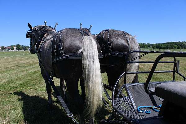 driving-percheron-horse