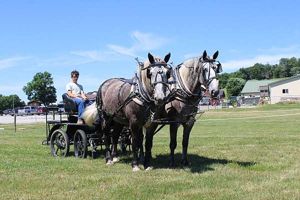 harness-percheron-horse