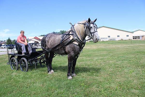 mounted-patrol-percheron-horse