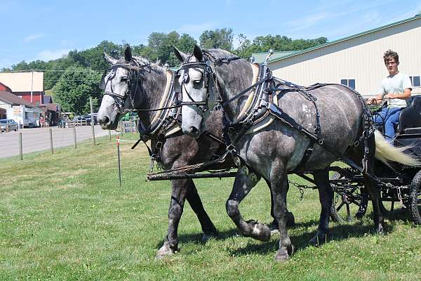 kid-safe-percheron-horse