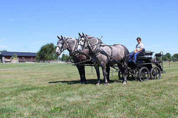 husband-safe-percheron-horse