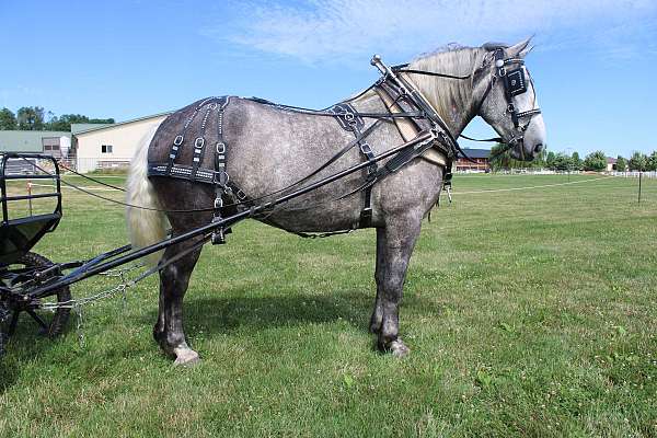 parade-percheron-horse