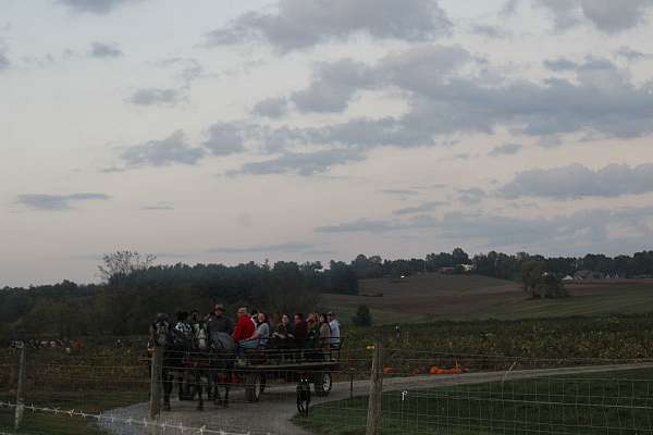 pleasure-driving-percheron-horse