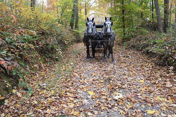 playday-percheron-horse