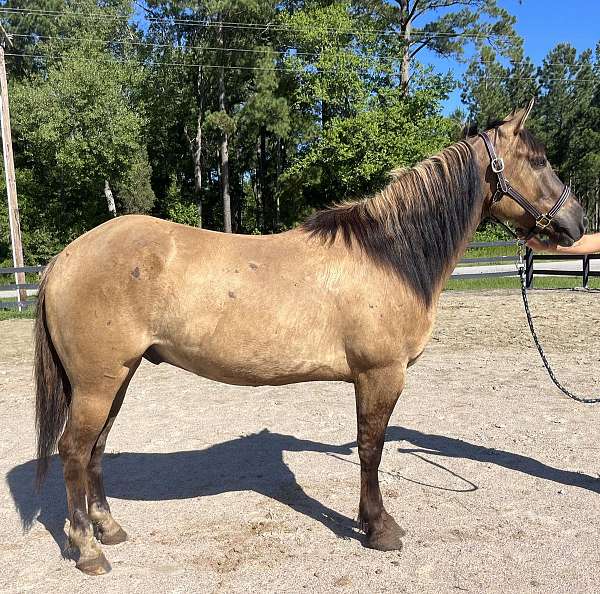 grulla-quarter-horse-gelding