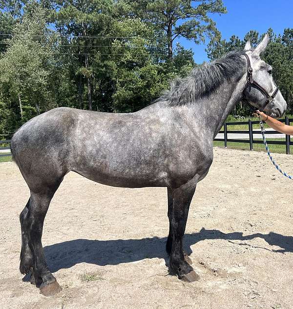 grey-percheron-mare