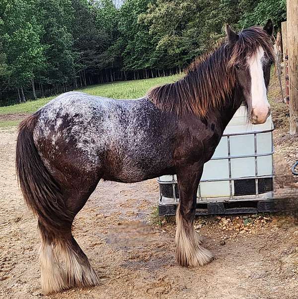 blanket-but-4-white-socks-horse