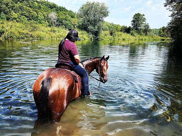 ranch-quarter-horse