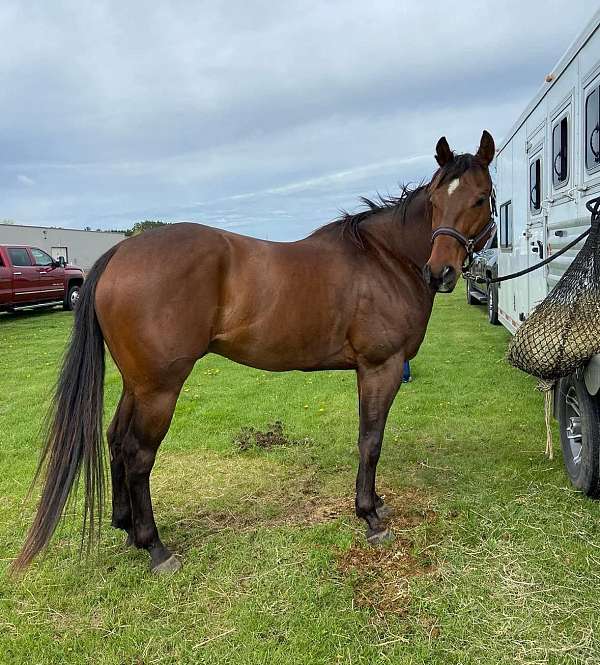 ranch-versatility-quarter-horse