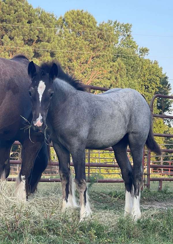 white-flashy-show-horse