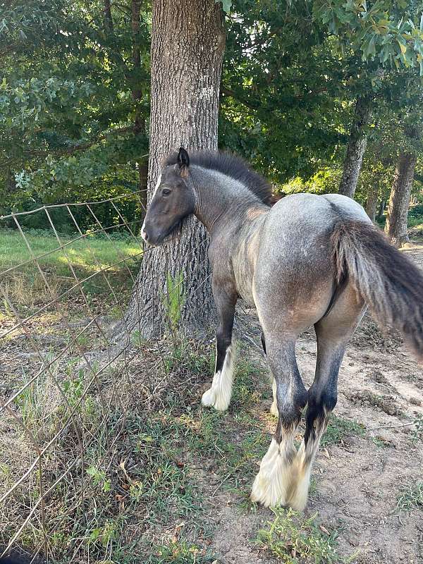 stockings-gypsy-vanner-horse