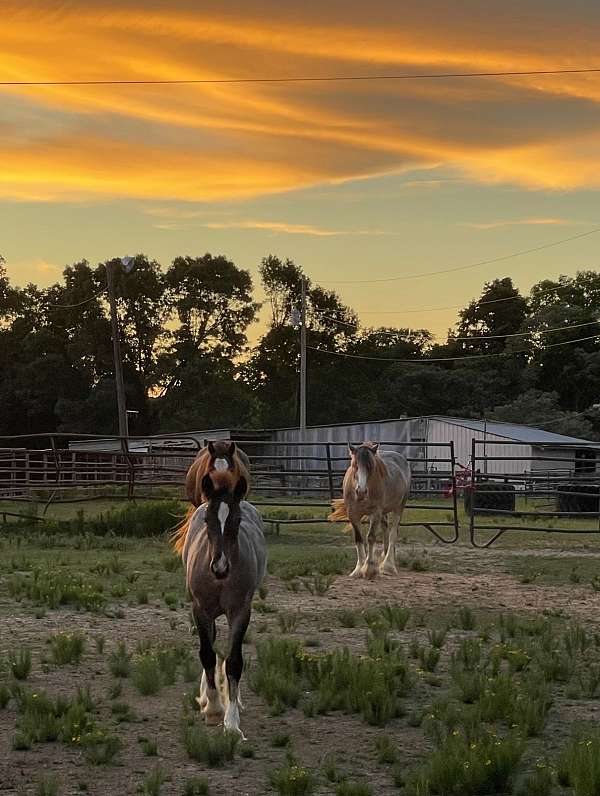 will-hold-gypsy-vanner-horse