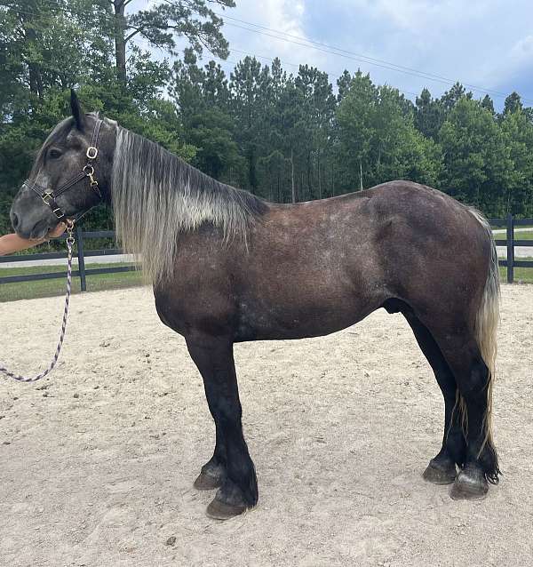 cross-reining-percheron-horse