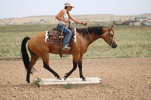 good-girl-quarter-horse