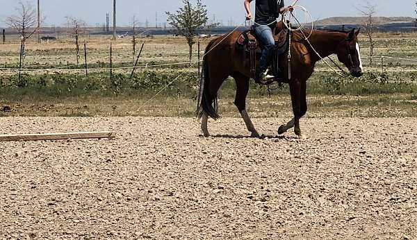 whole-family-can-ride-mare