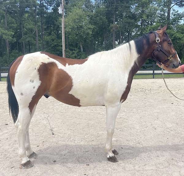 pinto-paint-gelding