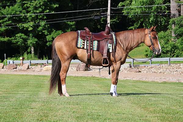 beginner-quarter-horse