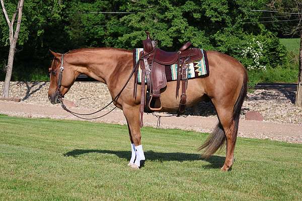 reining-quarter-horse