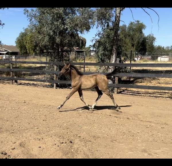 action-morgan-horse