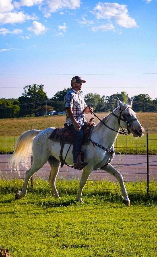 athletic-missouri-fox-trotter-horse