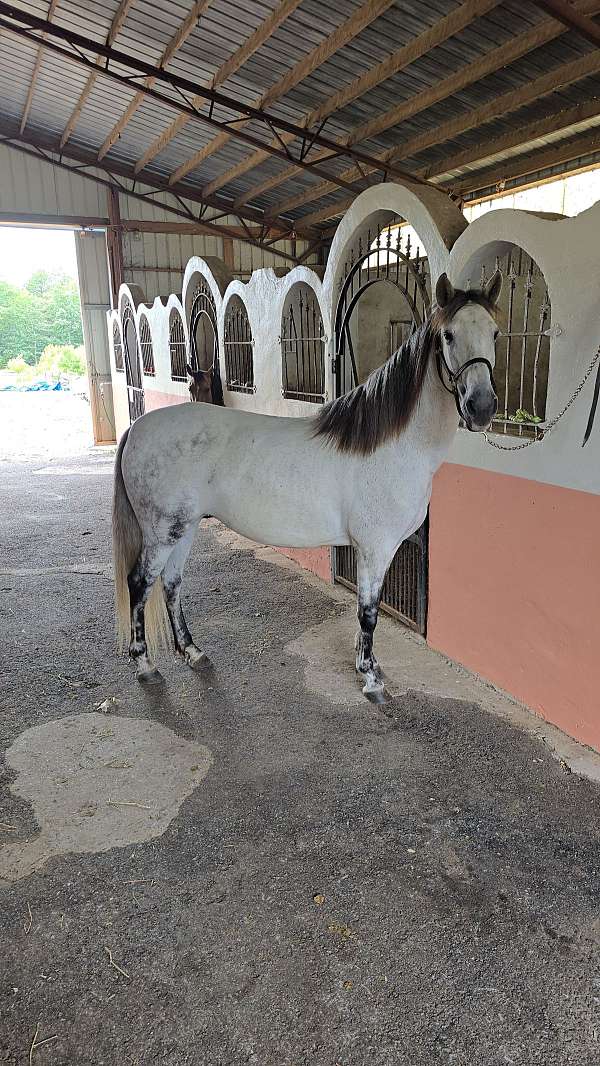 andalusian-horse-for-sale