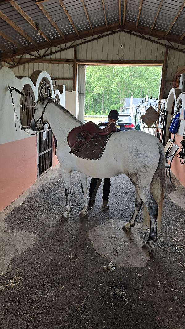 andalusian-horse